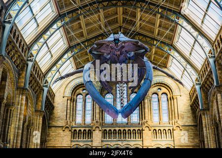 Scheletro di balena, soprannominato speranza, nella Hintze Hall. Museo di Storia Naturale. Kensington & Chelsea, , Londra, Regno Unito, Europa Foto Stock