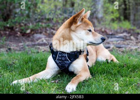 Shiba Inu fuori in erba Foto Stock