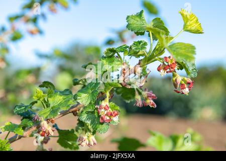 Primo piano di fioritura su un bush di uva spina europea (ribes uva-Crisa) Foto Stock