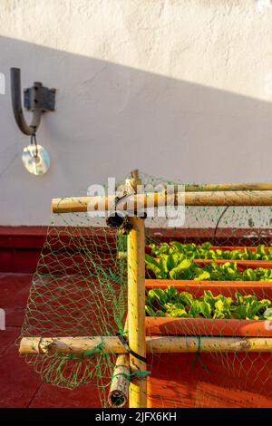 Particolare di alcune ravanelli piantati in diversi vasi di plastica protetti da uccelli con una struttura di canne e reti in un giardino urbano. Foto Stock