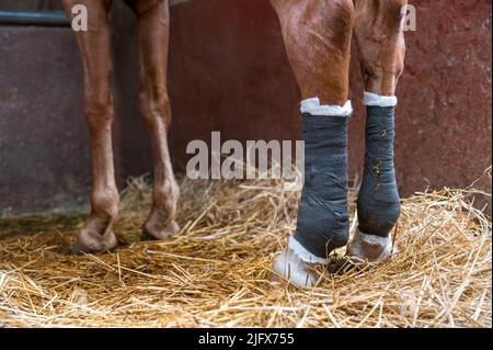 Cavallo di castagno con involtini di zampe posteriori rotonde in piedi sul fieno in stalla interna stabile Foto Stock