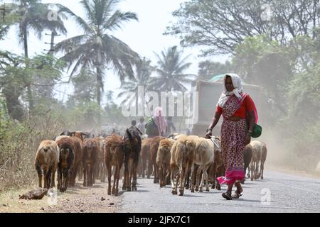 Un bel ritratto di un pastore indiano non identificato villaggio donna camminare con le sue pecore con polvere dappertutto. Foto Stock