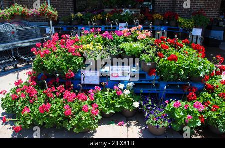 Cestini di fiori in vendita al mercato Lucky a Lakewood, Ohio, nel maggio 2022 Foto Stock