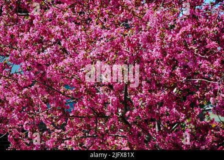 Albero in fiore viola-rosa nel nord-est dell'Ohio nel maggio 2022 Foto Stock