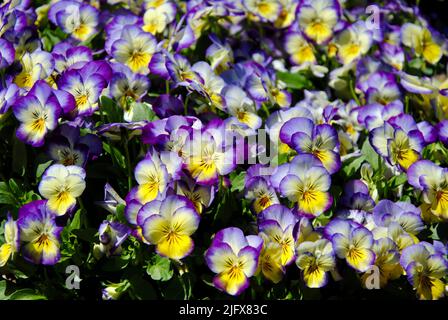 Pansies al centro giardino a Lakewood, Ohio nel maggio 2022 Foto Stock