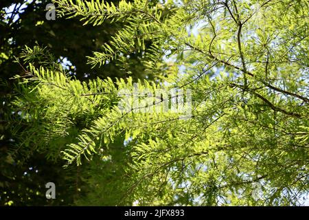 Foglie verde chiaro su albero a Lakewood, Ohio nel maggio 2022 Foto Stock