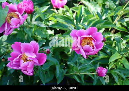 Peonies in fiore a Lakewood, Ohio nel maggio 2022 Foto Stock