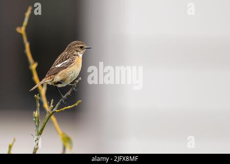 Lo stonechat europeo (Saxicola rubicola) è un uccello passerino precedentemente classificato come sottospecie dello stonechat comune. Foto Stock