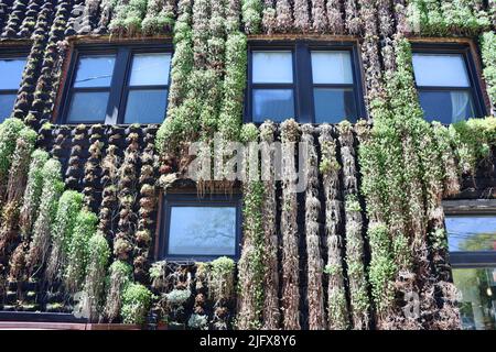 Muro coperto di piante a Ohio City, Cleveland, Ohio nel maggio 2022 Foto Stock