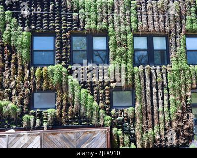 Muro coperto di piante a Ohio City, Cleveland, Ohio nel maggio 2022 Foto Stock