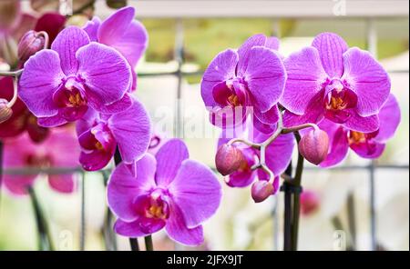 Fiori di orchidee colorati ed esotici in piena fioritura. Foto Stock