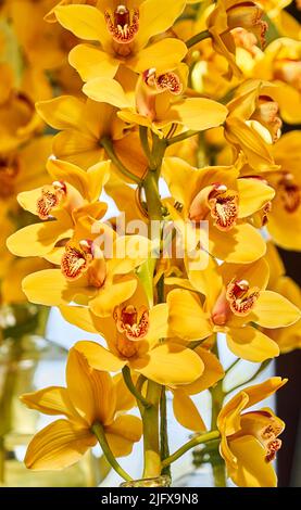 Fiori di orchidee colorati ed esotici in piena fioritura. Foto Stock