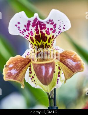 Fiori di orchidee colorati ed esotici in piena fioritura. Foto Stock