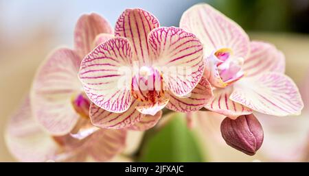 Fiori di orchidee colorati ed esotici in piena fioritura. Foto Stock