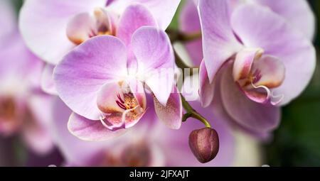 Fiori di orchidee colorati ed esotici in piena fioritura. Foto Stock