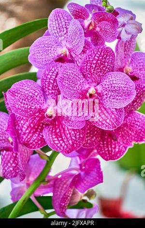 Fiori di orchidee colorati ed esotici in piena fioritura. Foto Stock