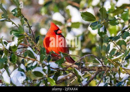 01530-25707 Cardinale del Nord (Cardinalis cardinalis) maschio in American Holly Tree (Ilex opaca) in inverno Marion Co. Il Foto Stock