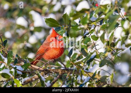 01530-25802 Cardinale del Nord (Cardinalis cardinalis) maschio in American Holly Tree (Ilex opaca) in inverno Marion Co. Il Foto Stock