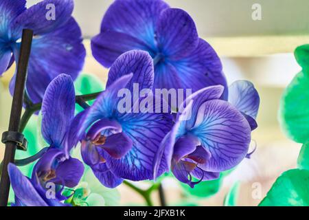 Fiori di orchidee colorati ed esotici in piena fioritura. Foto Stock