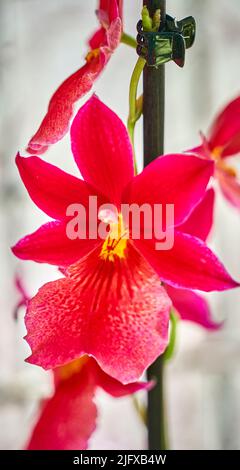 Fiori di orchidee colorati ed esotici in piena fioritura. Foto Stock