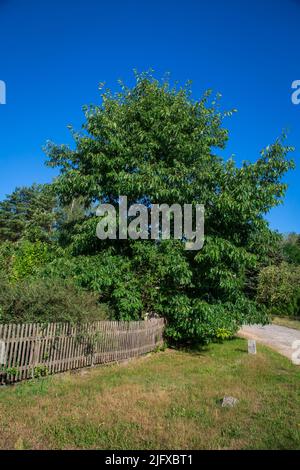 Rovere Rosso Americano (Quercus rubra) Foto Stock