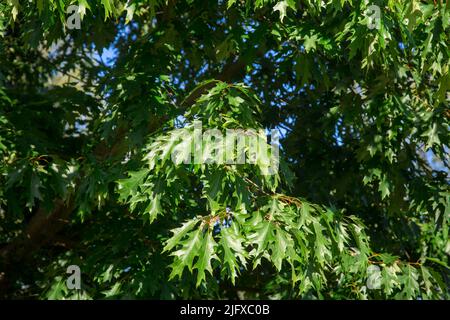 Rovere Rosso Americano (Quercus rubra) Foto Stock