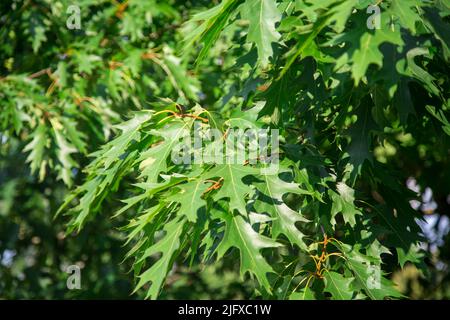 Rovere Rosso Americano (Quercus rubra) Foto Stock