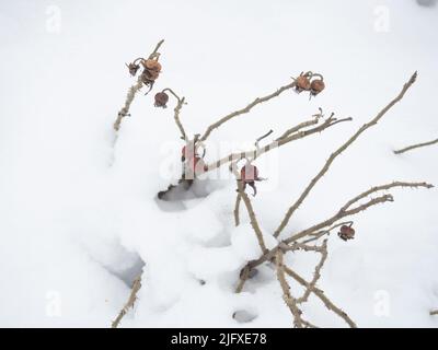 anche di rosa sulla neve. Bacche secche. Natura invernale. Roseto sotto la neve Foto Stock