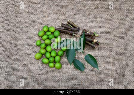 Neem foglie, rami, frutta su tessuto di iuta sfondo. Foglia di Margosa, steli, semi per erbe medicinali ayurveda. Materie prime per il trattamento dell'omeopatia. Foto Stock