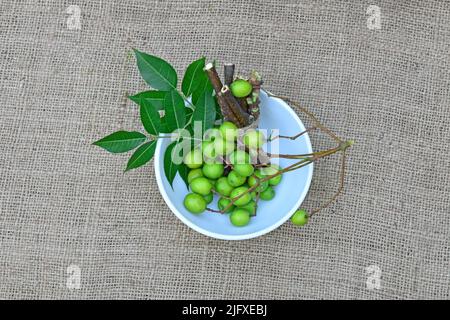 Neem foglie, frutta, e gambi su ciotola. Semi di neem medicinali, foglie, rami per l'omeopatia, materie prime tradizionali ayurveda Foto Stock