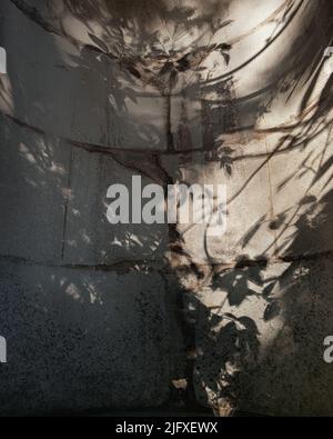Luce, ombre, alberi, muro, cocrante, foglia, foglie, modello, annata Foto Stock