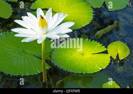 loto bianco con polline giallo sulla superficie dello stagno Foto Stock