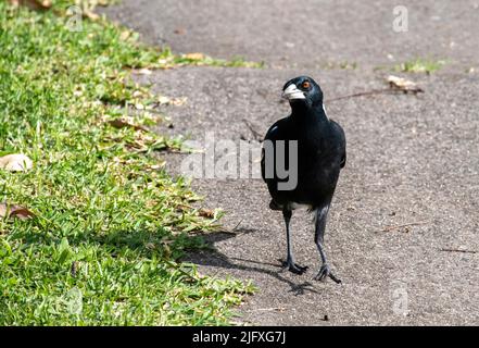 Primo piano di un Magpie australiano (Gymnorhina tibicen) a Sydney, NSW, Australia (Foto di Tara Chand Malhotra) Foto Stock