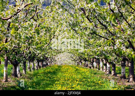 Righe di ciliegio fiorisce in un organico di Cherry Orchard nella Okanagan Valley vicino a Penticton, British Columbia, Canada. Foto Stock