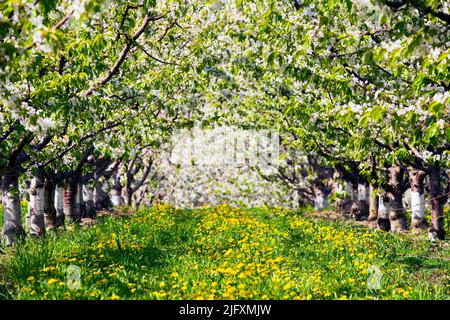 Righe di ciliegio fiorisce in un organico di Cherry Orchard nella Okanagan Valley vicino a Penticton, British Columbia, Canada. Foto Stock