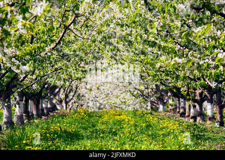 Righe di ciliegio fiorisce in un organico di Cherry Orchard nella Okanagan Valley vicino a Penticton, British Columbia, Canada. Foto Stock