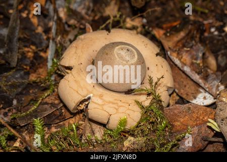 Funghi Earth Star sul pavimento della foresta Foto Stock