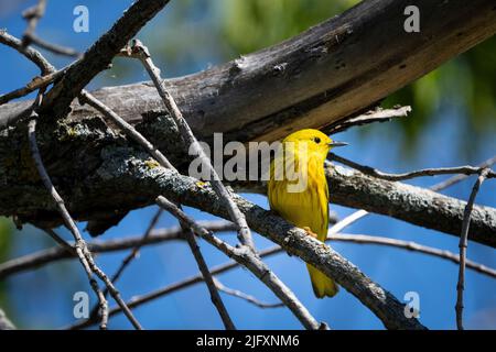 Guerriera giallo arroccato in un albero e firma in un parco Foto Stock