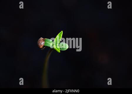 Piantine di cannabis su vaso nero per piantare , close up semi di Sprout Cannabis , canapa poco , Marijuana pianta albero piccolo THC CBD Foto Stock