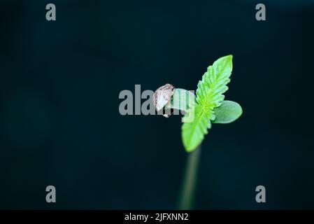 Piantine di cannabis su vaso nero per piantare , close up semi di Sprout Cannabis , canapa poco , Marijuana pianta albero piccolo THC CBD Foto Stock