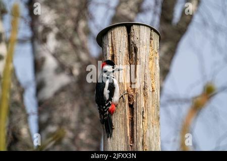 Un primo piano di grande picchio punteggiato che si aggirano sul tronco dell'albero Foto Stock