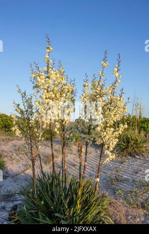 Una bella pianta di yucca cresce lungo le dune di sabbia di Cape May New Jersey, lungo la riva Foto Stock