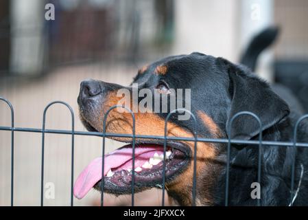 Ritratto di un cane Rottweiler, dietro la recinzione. Primo piano. Foto Stock