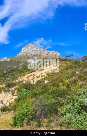Vista panoramica della montagna Lions Head a Città del Capo, Sud Africa. Cielo blu, le nuvole sopra le escursioni famose, il terreno di trekking con piante in crescita lussureggiante in Foto Stock