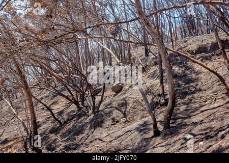 Una vista di un albero bruciato con rami sul campo dopo il fuoco catturato nella foresta. Rami di albero rotto asciutto nella foresta di primavera su un luminoso sole Foto Stock