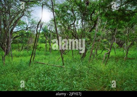 Alberi in una lussureggiante foresta pluviale delle Hawaii, con il sole che sbucce attraverso i rami e copyspace. Paesaggio vibrante di un campo giungla o percorso con Foto Stock