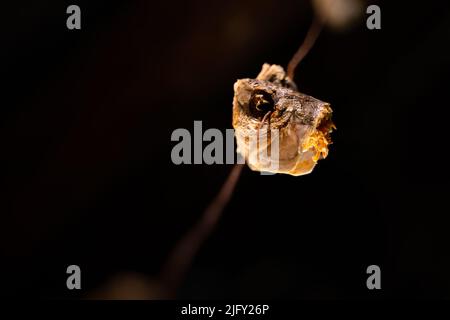 Testa secca di pesce appesa da vicino su un filo su sfondo nero Foto Stock