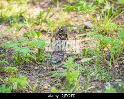 L'uccello di legno Redwing, Turdus iliacus, nutre il pulcino di lombrichi sul terreno. Un pulcino adulto ha lasciato il nido ma i suoi genitori continuano a prendersi cura o Foto Stock