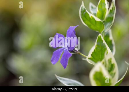 Vinca Major Variegata - perivinca bigleaf con bellissimi fiori blu e foglie bianche marcate. Pianta decorativa nel giardino fiorito Vinca Major Foto Stock