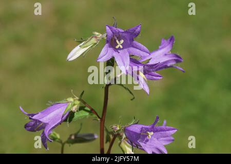 Primo piano Flowering Bellflower (Campanula trachelium). Famiglia Bellflower (Campanulaceae). Sbiadito giardino olandese sullo sfondo. Luglio. Foto Stock